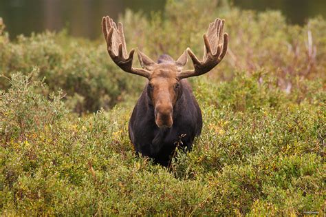 Bull Moose Portrait : Roosevelt National Forest, Colorado : Dave Showalter Nature Photography