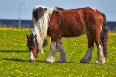 Jutland Horse Breed: Understanding the Unique Traits and Temperament ...