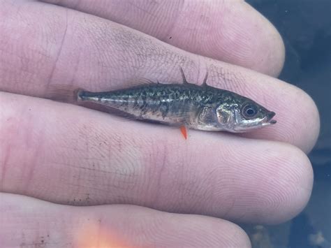 Species #178 — Threespine Stickleback – CaughtOvgard