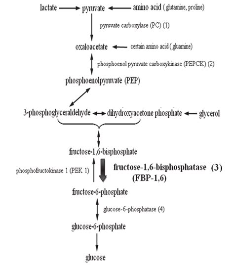 Renal gluconeogenesis. The key enzymes of gluconeogenesis: (1) Pyruvate ...