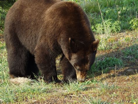 Black Bear Yellowstone 5-2012 | Black bear, National parks, National treasure