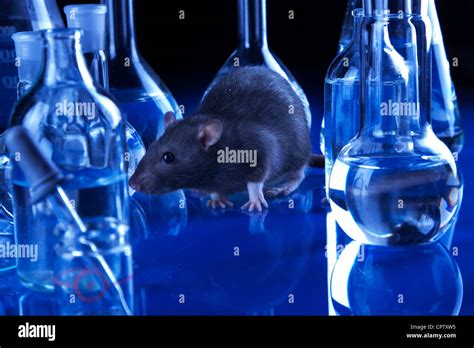 Rats in laboratory. Experiments on animals Stock Photo - Alamy