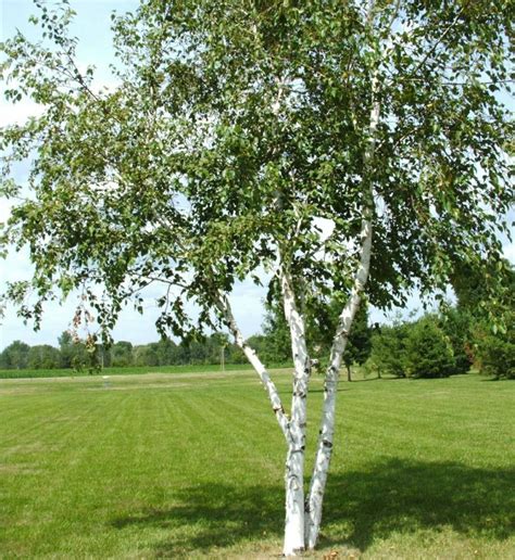 Birch Tree Seeds - WHITE - Betula Papyifera - Native Canadian Tree - 20 Seeds | eBay | White ...