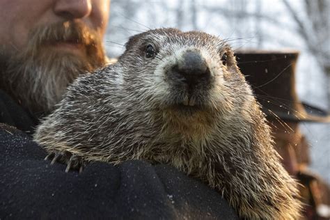 Groundhog Day 2022 guide: When and how to see Punxsutawney Phil make his prediction - pennlive.com