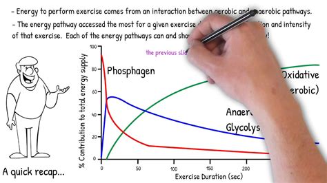 Understanding Aerobic and Anaerobic Endurance - YouTube