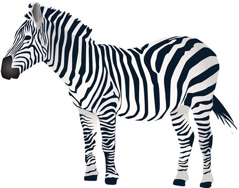 Zebra Download Clip art - zebra png download - 8000*6326 - Free ...