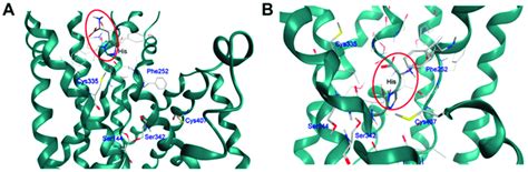 Side view of the predicted binding mode of histidine (enclosed in red... | Download Scientific ...