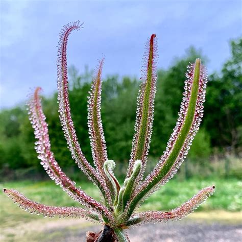 Drosera indica 30 Sundew seeds Home & Garden Carnivorous Plants