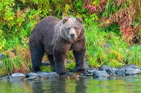 Photo brown bear predator beast - free pictures on Fonwall