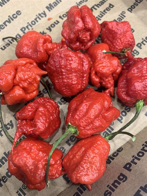 Carolina Reapers from Smokin' Ed Currie himself : r/PepperLovers