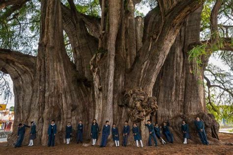 Arbol Del Tule: The Biggest Tree In The World - Travel And Tourism