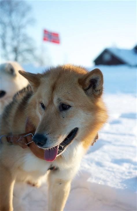 Greenland dogs | Greenland dog, Dogs, Pet dogs