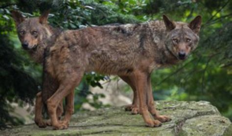 According to the regional government, the Iberian wolf (Canis lupus signatus), has been extinct ...