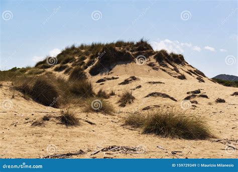 Dune Regeneration Photos - Free & Royalty-Free Stock Photos from Dreamstime