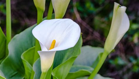 Calla Lilies - campestre.al.gov.br