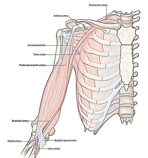 Brachial Artery – Earth's Lab