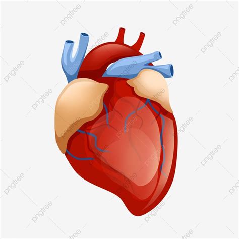 Human Heart Blood Vessels, Organ, Blue PNG Transparent Clipart