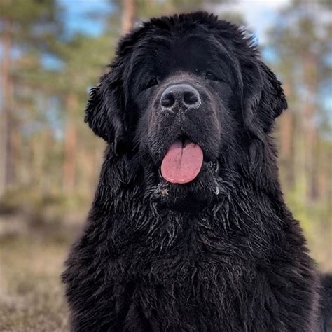 Newfoundland Dog vs Great Dane - Breed Comparison