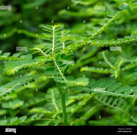 Phyllanthus niruri herb plant and other name, Seed-under-leaf ...