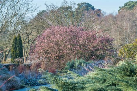 Cambridge University Botanic Garden's winter garden is a 'wonderland ...