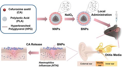 Frontiers | In Vivo Evaluation of Cefuroxime Axetil-Loaded Bioadhesive ...