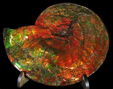 Ammolite (Late Cretaceous, 70 million years) -... | Ammolite, Ammonite ...