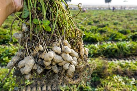 Plains Peanut Festival Celebrates Peanut Harvest and Honors 39th ...