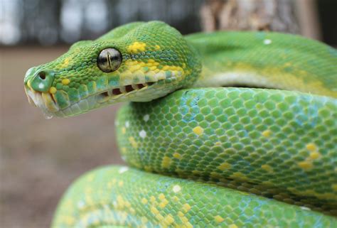 Green Tree Python morph | Cute snake, Snake wallpaper, Poisonous snakes