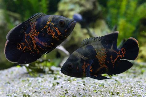 The Top 10 Most Beautiful Types Of Oscar Fish | Fishkeeping World