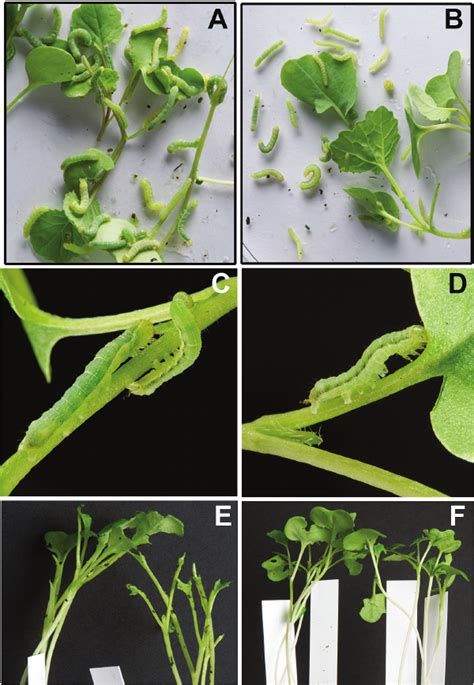 Twelve-day-old M. brassicae larvae and M. brassicae -damaged wild-type ...