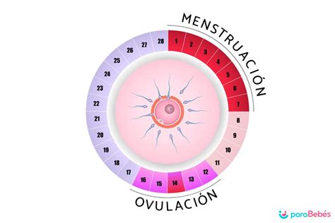 Cuales Son Los Dias Fertiles Para Quedar Embarazada Como Calcular Los ...