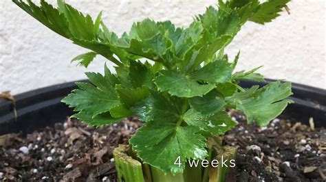 How to plant celery from stalks - YouTube