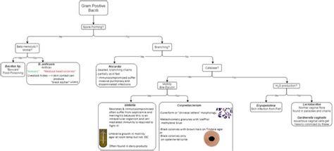 Gram positive bacilli diseases | Positivity, Bacillus, Disease