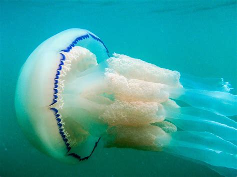 Video: Jellyfish go against the flow | Science | AAAS