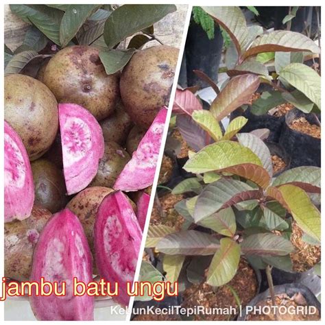 Pokok jambu batu ungu, Furniture & Home Living, Gardening, Plants & Seeds on Carousell