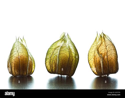 detail of alkekengi fruit background Stock Photo - Alamy