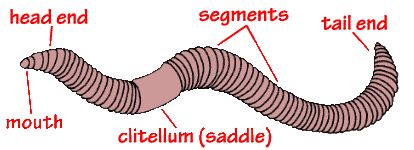 What are Earthworms | Earthworms, Life science, Science biology