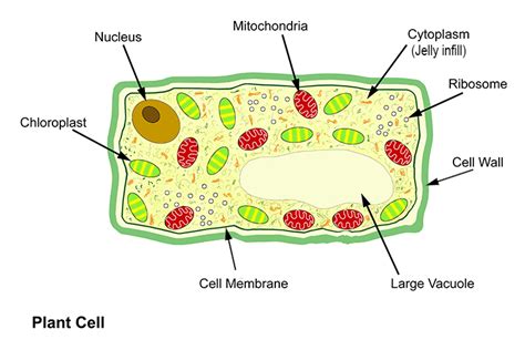 Basic structure of a plant and animal cell introduction