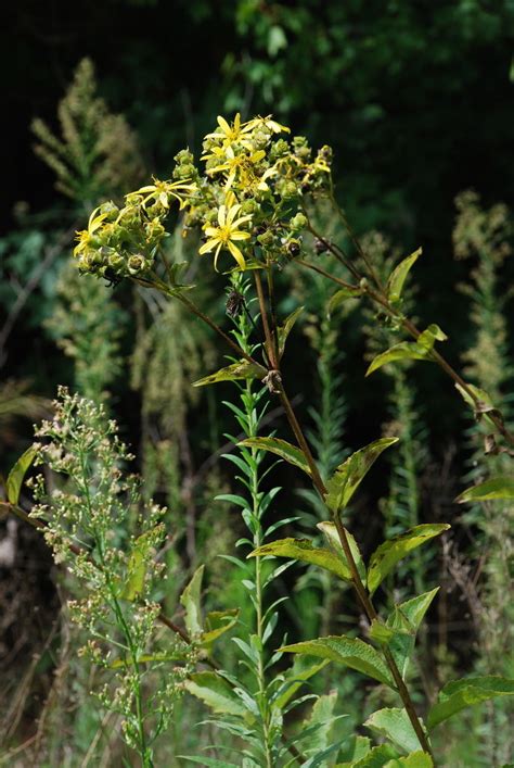 Silphium L. | Plants of the World Online | Kew Science