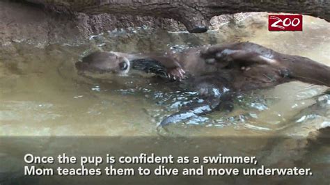 An otter swimming lesson