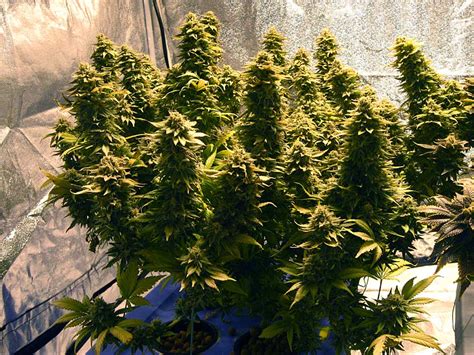 17+ defoliation outdoor plants - CharleenJamie