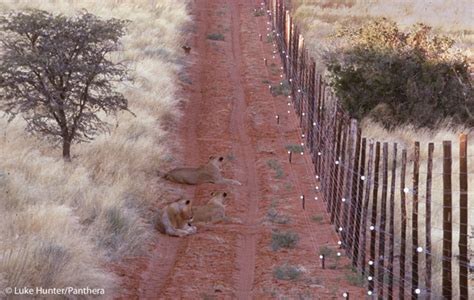 The end of wild Africa?: lions may need fences to survive