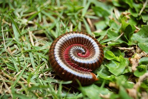 Different Types Of Millipedes And How To Manage Them - How I Get Rid Of