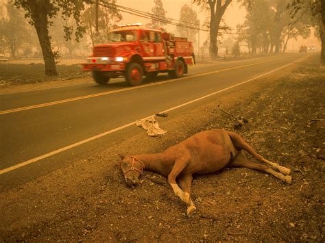 California wildfire destroys hundreds of homes - Business Insider