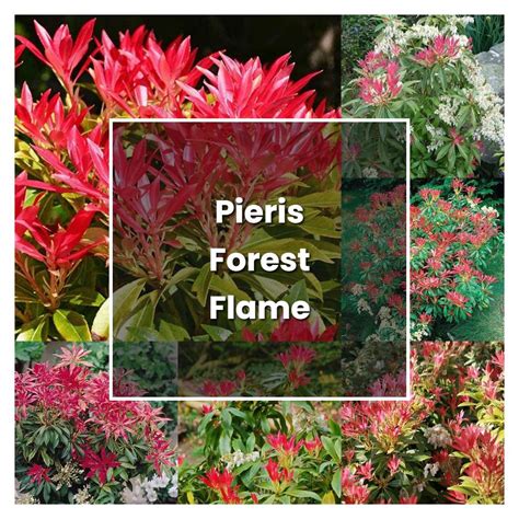 How to Grow Pieris Forest Flame - Plant Care & Tips | NorwichGardener