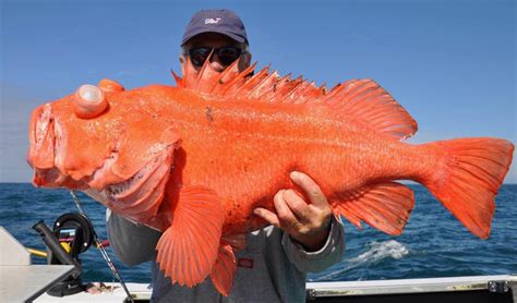 Alaska Fish Species | Alaska Fish Species List | Alaskan Fish Species