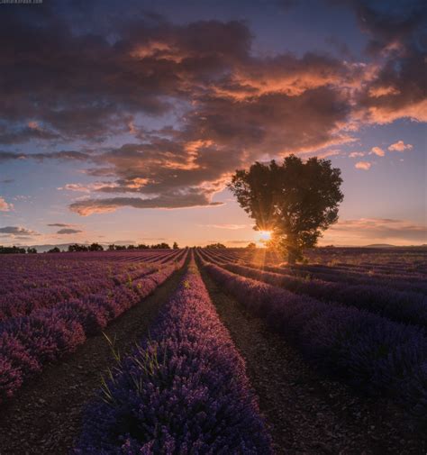 Provence’s Lavender Paradise photo workshop