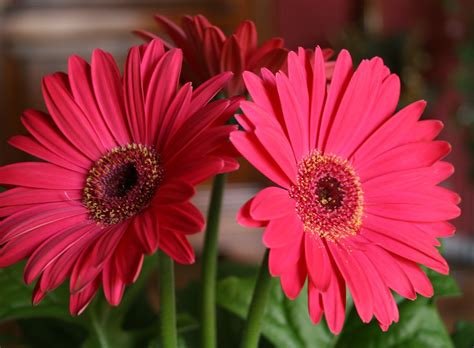 How to make cut gerbera daisies last longer - Flower Press