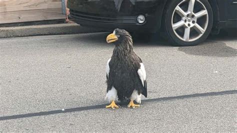 Kodiak the Giant Eagle Still Loose in Pittsburgh After a Near-Capture