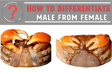 How to Tell If a Crab is Male or Female - Shrimp and Snail Breeder